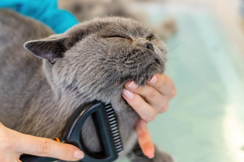 Black cat being brushed to reduce Cat Hairballs