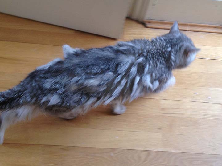 Matted cat highlighting the importance of grooming short-haired cats.