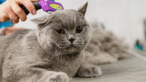 Grooming Cat