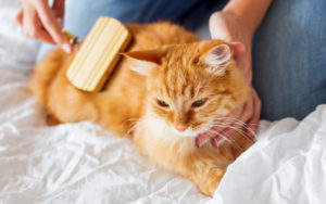 An adorable cat enjoying a pampering session as it is being gently groomed with a soft brush.