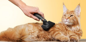 A person gently brushing a long-haired cat's fur with a soft-bristle brush.