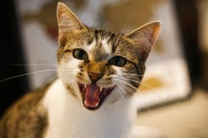 Grooming Aggressive Cats: Tips and Techniques