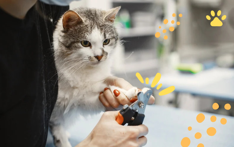 A woman trims the nails of a cat during a cat claw trimming session.