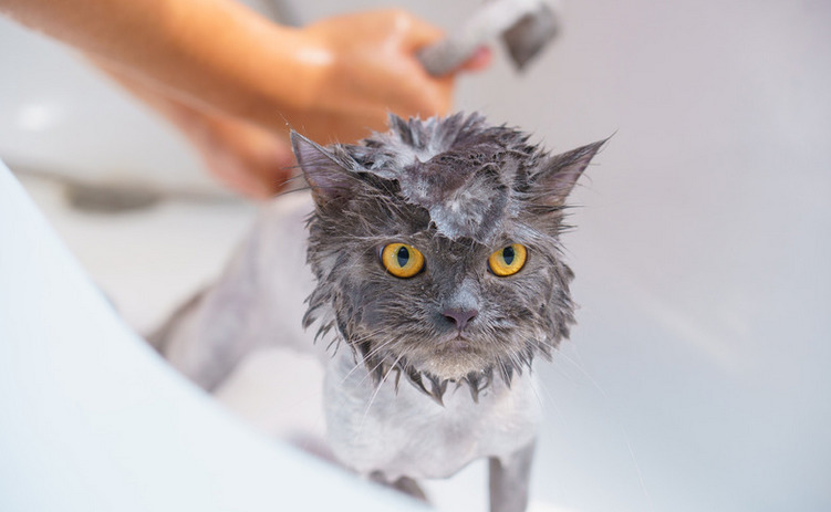 Cute gray cat immersed in a relaxing bath, enjoying the soothing water and the gentle care it receives.