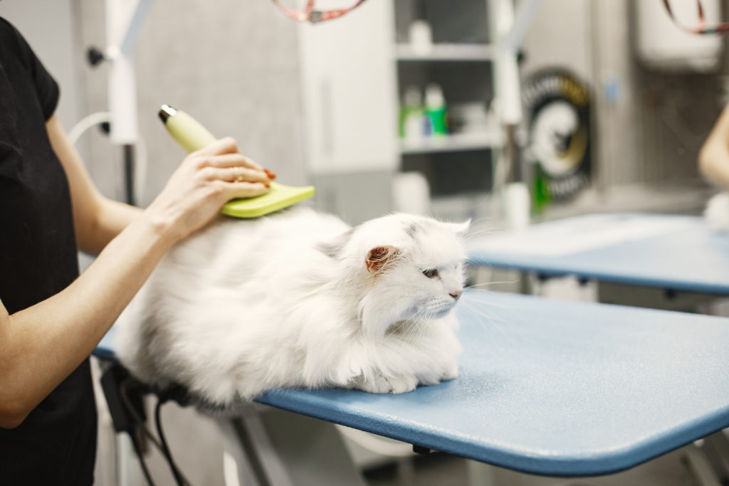 Professional Groomer in her black shirt gently brushing a cute while furry cat.