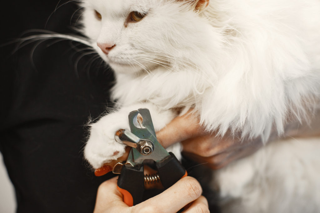 White fluffy cat. Veterinarian with cats. Animals on the couch