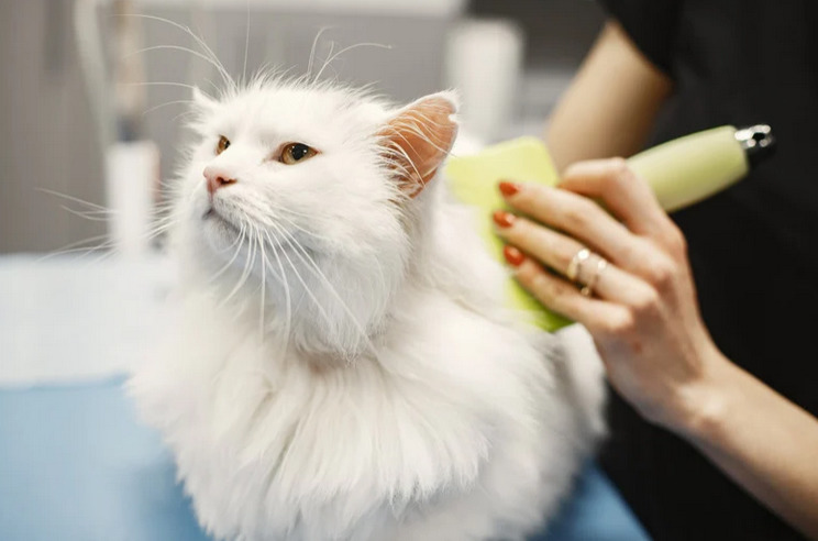 white cat being groomed with a brush.