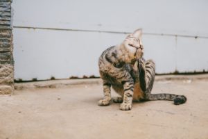 A cat scratching vigorously, likely due to flea itching.