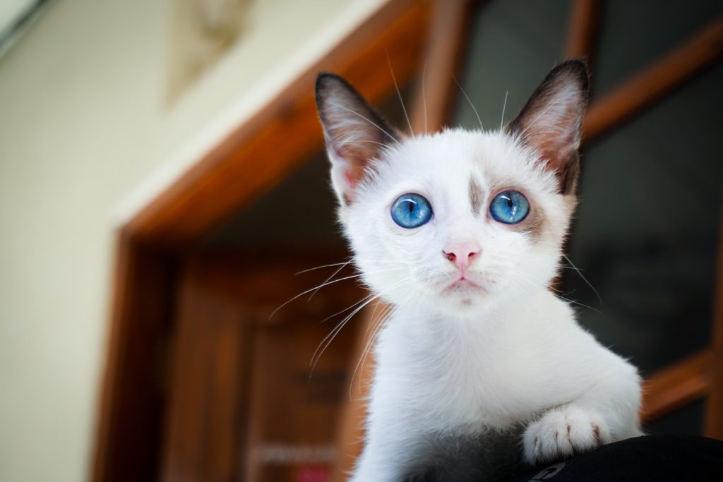 A close-up photo of a cute kitten with sensitive skin.