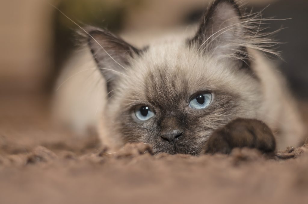 A bored cat sitting on a carpet, staring intently at something outside