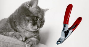 guillotine-style cat nail clippers