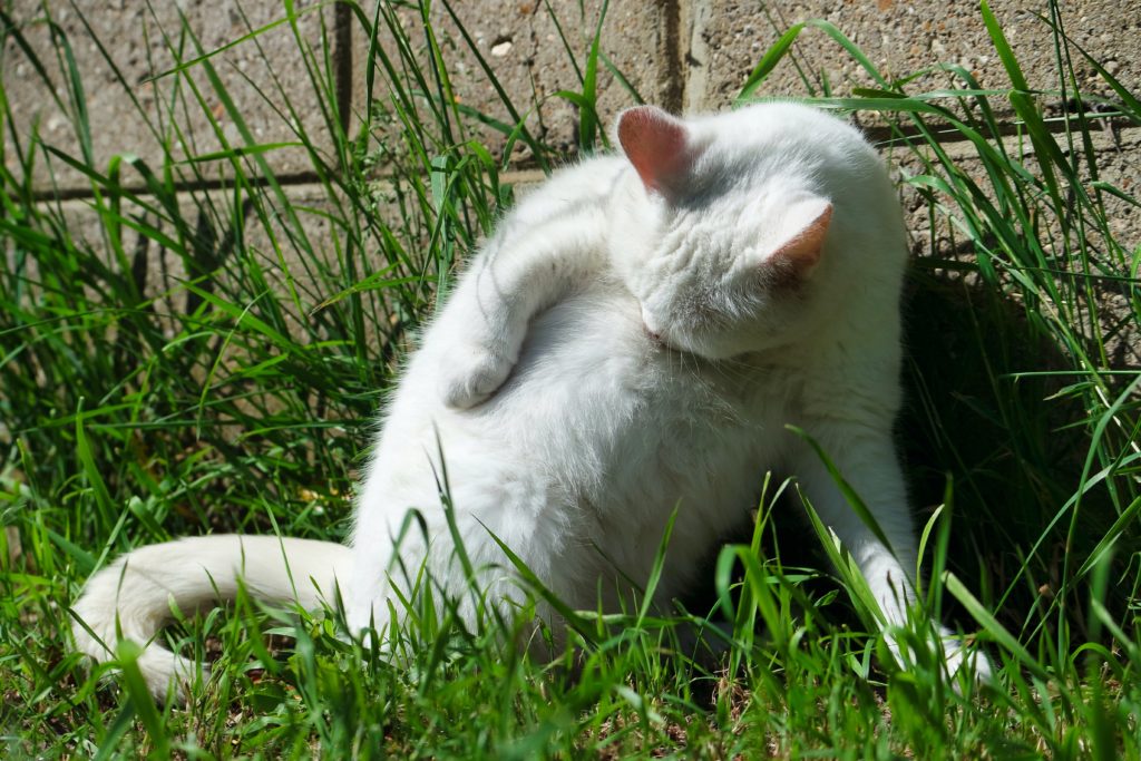 A cat scratching itself intensely, likely due to flea itching.