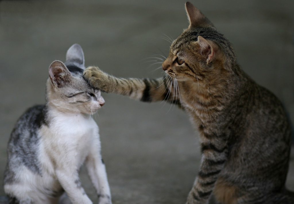  A gentle cat tenderly placing her paw on the head of a cute kitten, expressing love and care.