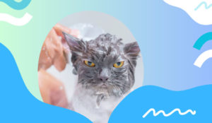 How to Bathe a Cat