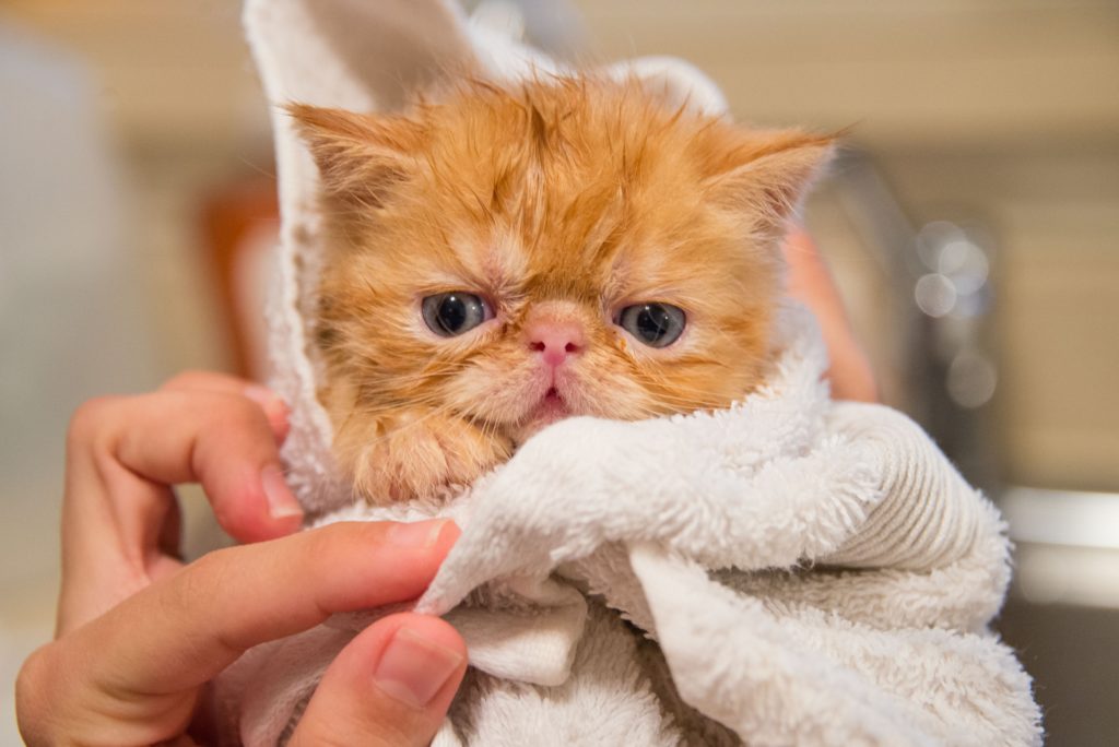 Cute kitten wrapped with white towel after bath