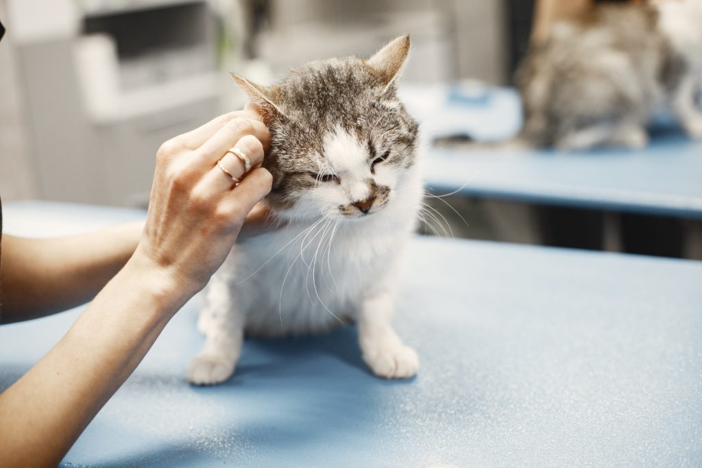 Cat getting its ears cleaned by a caring owner.