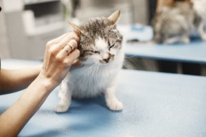 Everything You Need to Know About Cat Ear Cleaning