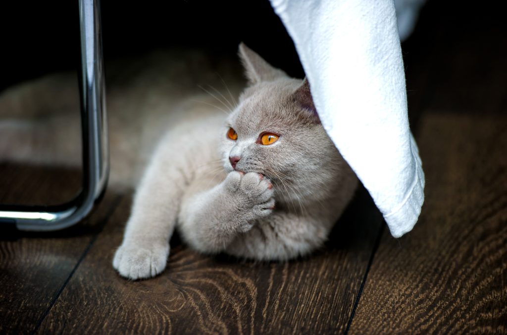 Cute Grey Cat with Dandruff Finds Comfort Beneath the Table