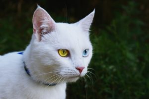 Cute white cat wearing a flea collar