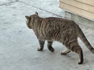 Image of a cat with matted fur walking slowly