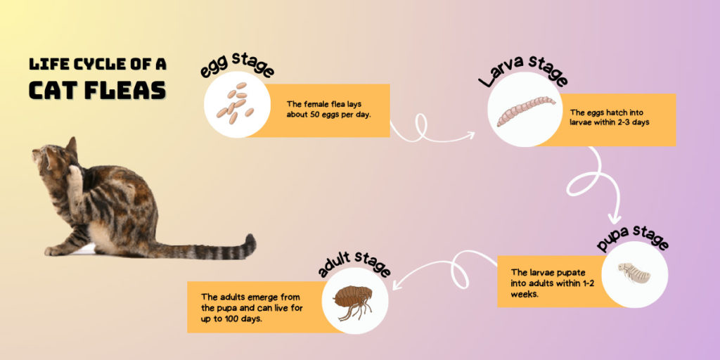 Cat Flea Prevention Guide: Cat Fleas Life Cycle