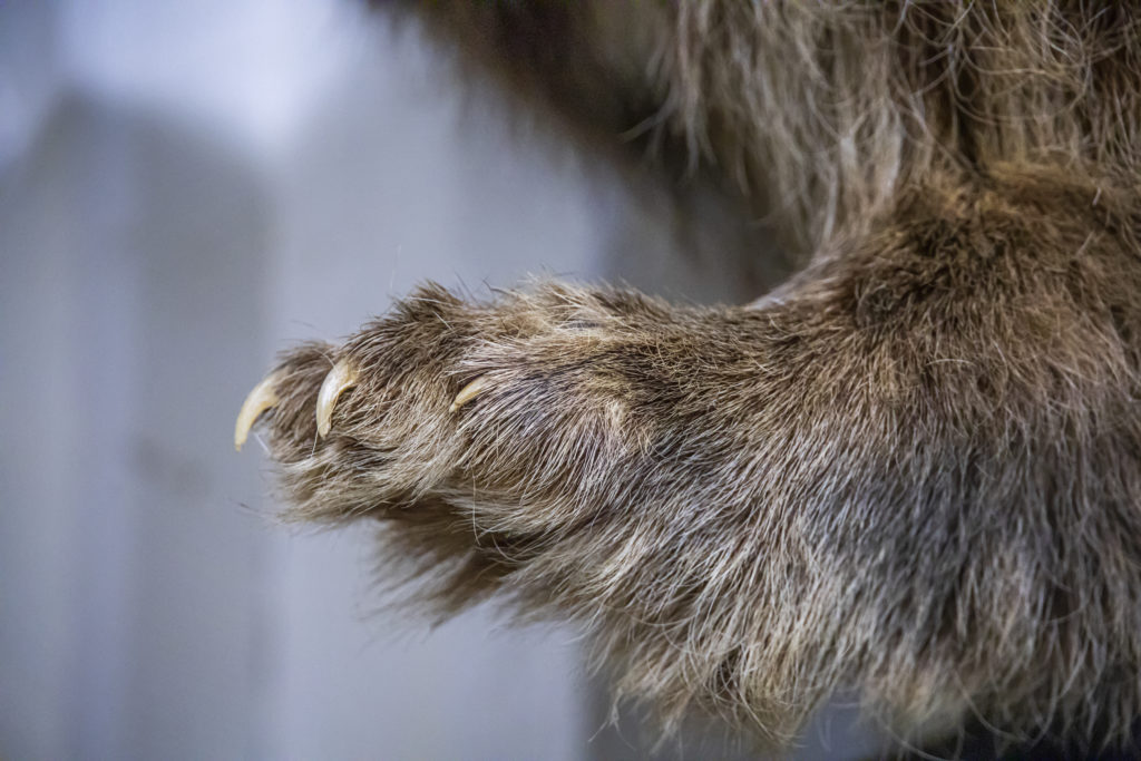 cat's claws are curved, pointed