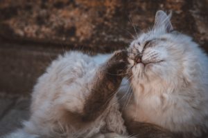 White cat scratching himself