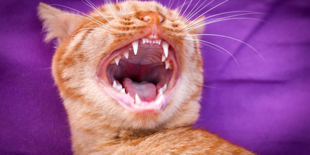 How Many Teeth Does a Cat Have? 