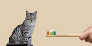 How to Keep Your Cat’s Teeth Clean Without Brushing?