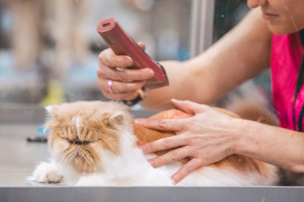 Photo of a cat being gently shaved by a woman, showcasing a grooming session.