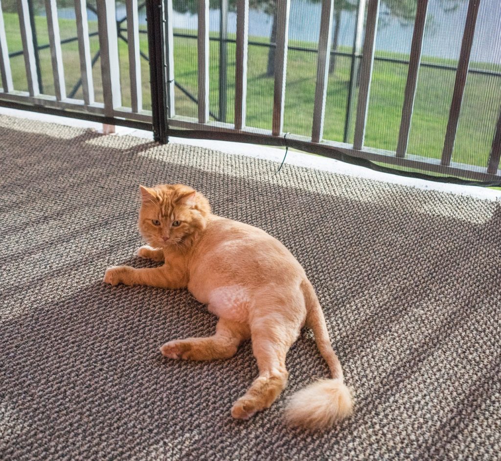 An image description for a brown cat with a lion cut.