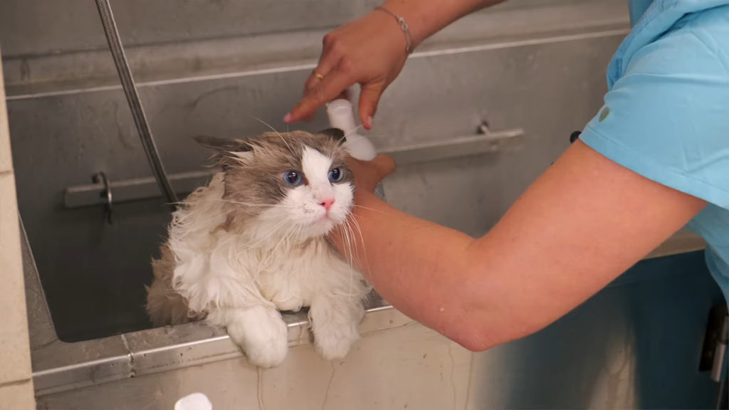 Introduce water gradually before your cat bathing