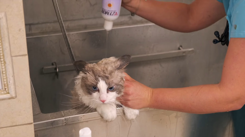 Apply cat-friendly shampoo for bathing cat