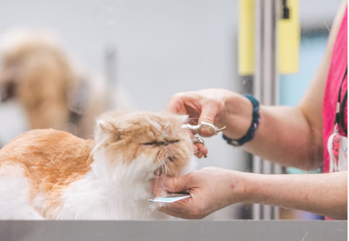 Cat Groomer carefully Removing Matted Fur using rounded-tip scissors