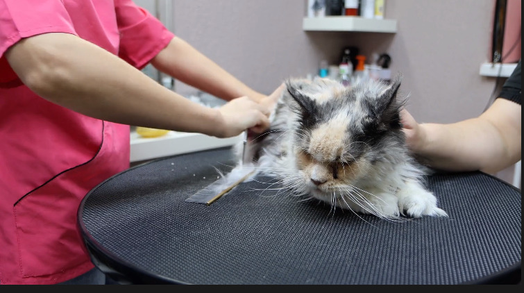 cat groomer carefully removing matted fur from a cat's coat