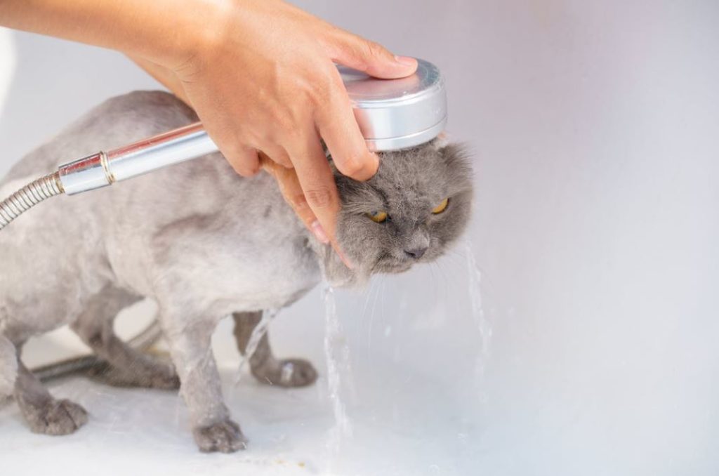 Bathing cat