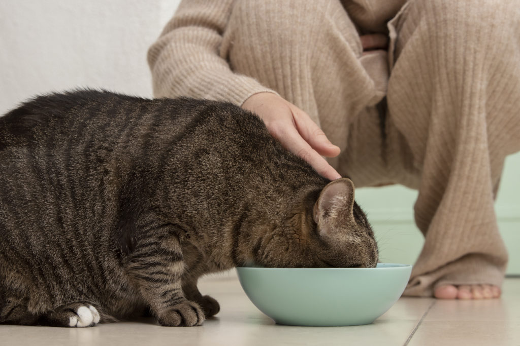 Cat enjoying her Fatty Acid-Rich Diet for Healthy and dandruff free hair.