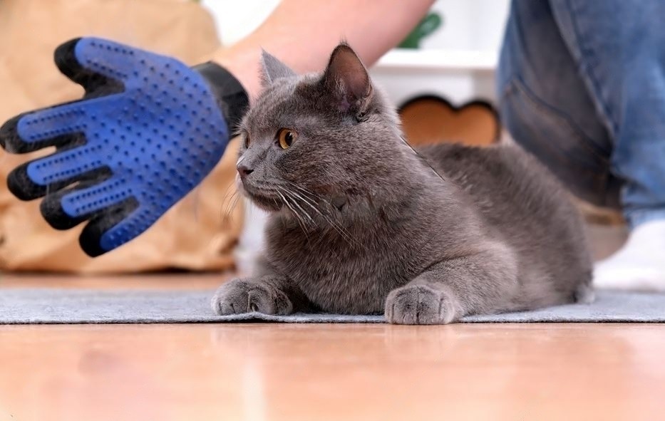 short hair back cat looking at Cat Grooming Gloves