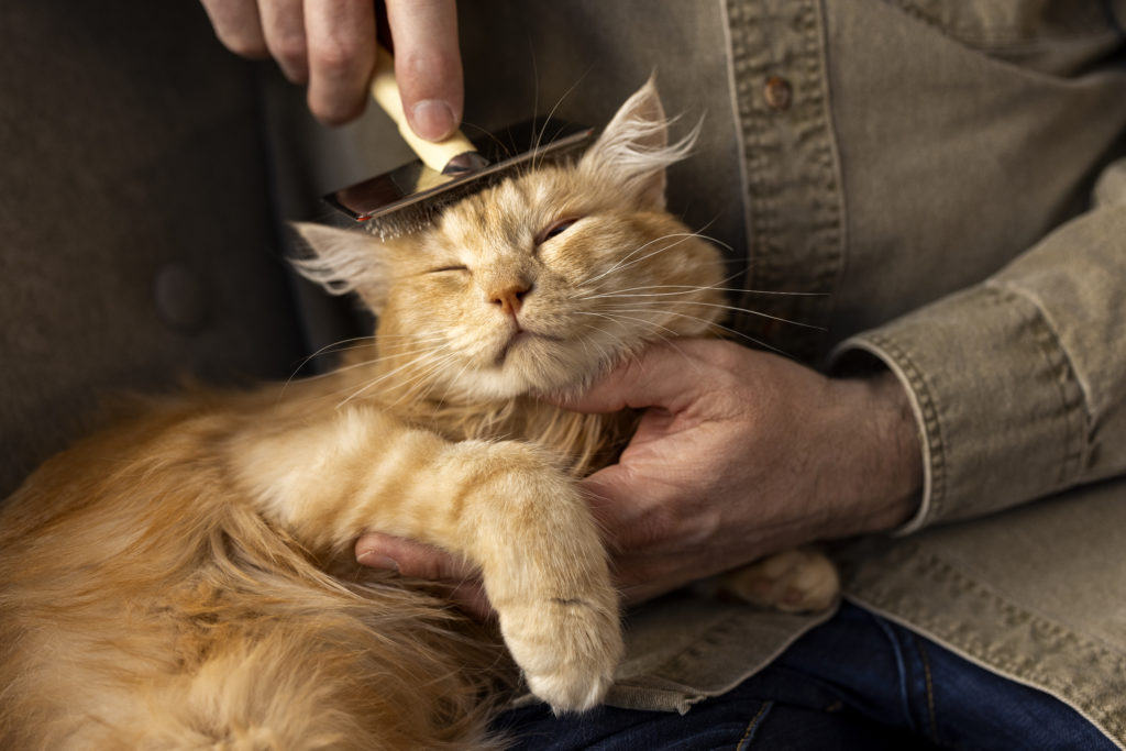 Senior cat being groomed by her owner healthy hair and dandruff free hair