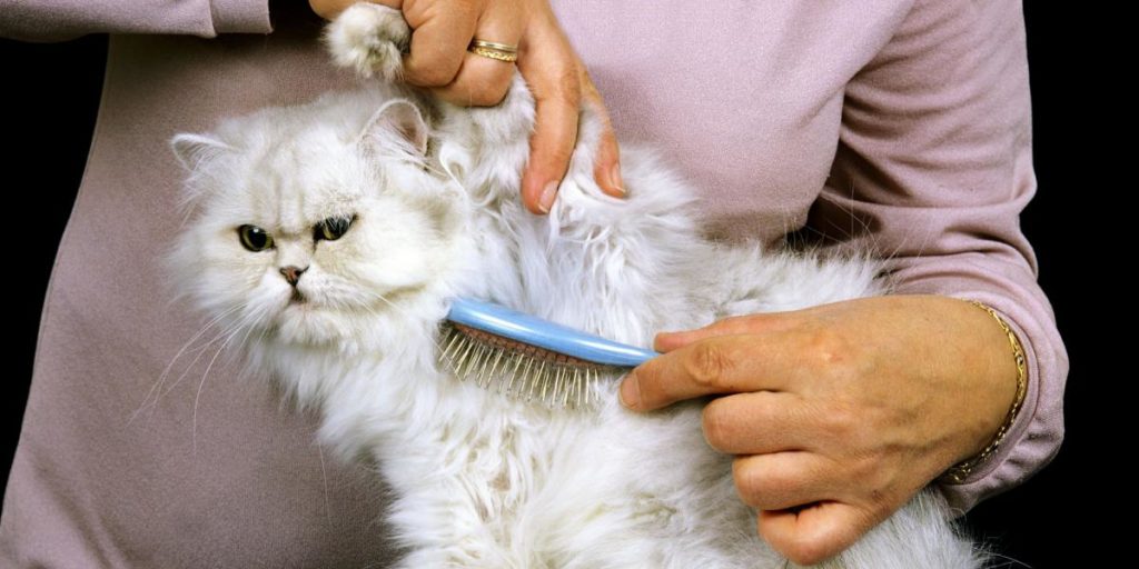 Brushing Persian cat
