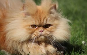 Grooming Tips for Persian cats