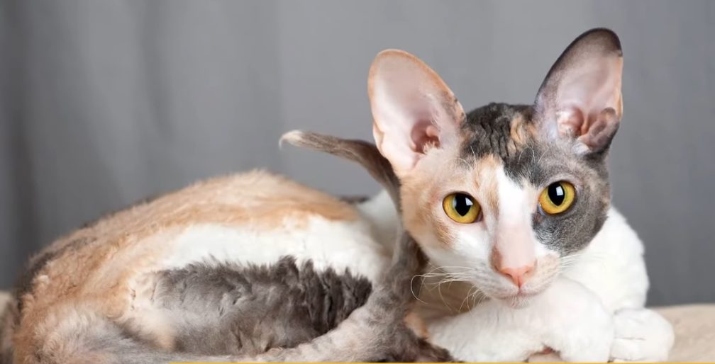 Cornish Rex cat are low maintenance cats for apartments