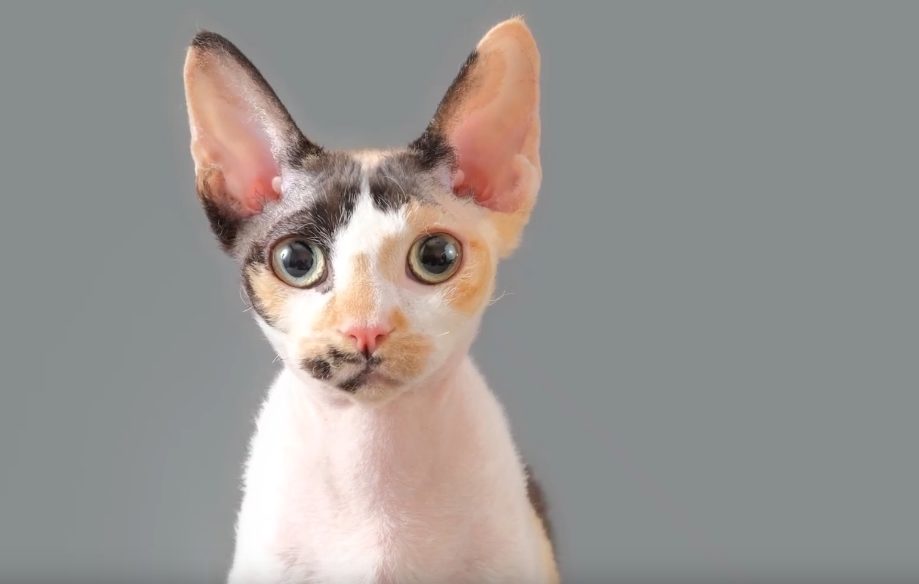 Devon Rex cat are low maintenance cats for apartments