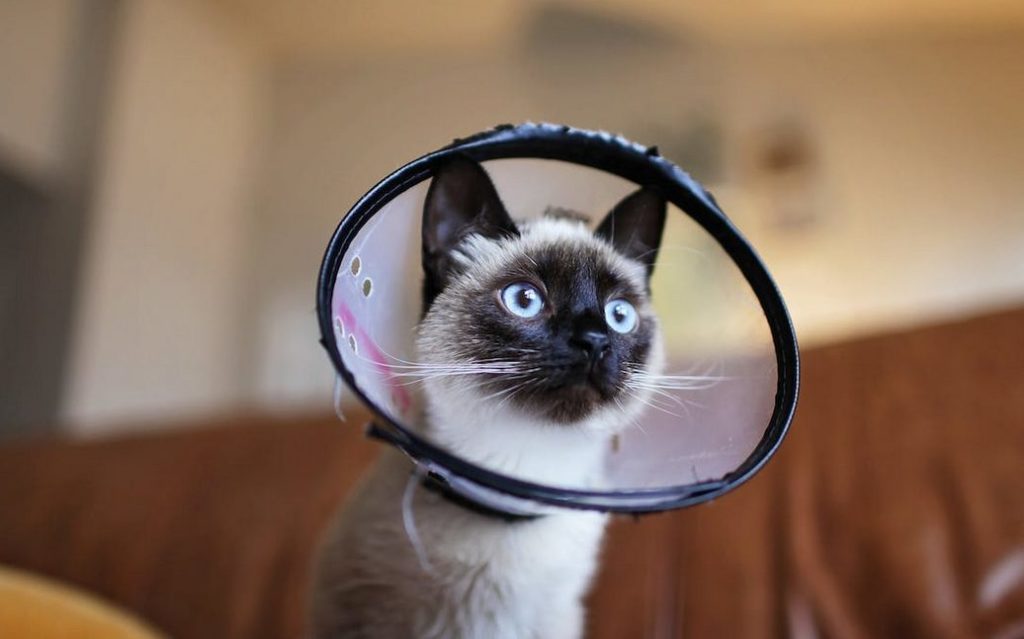 Siamese Cat Care wearing colar cone