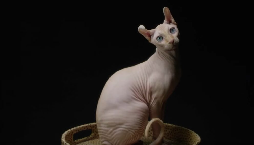 Sphynx cat are low maintenance cats for apartments