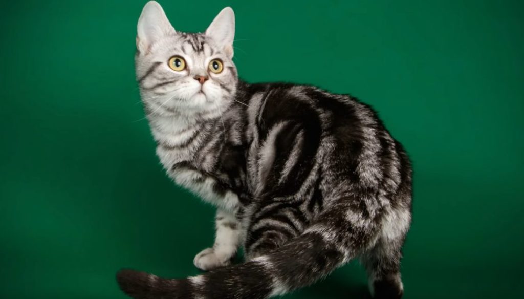 American shorthair cat are low maintenance cats for apartments