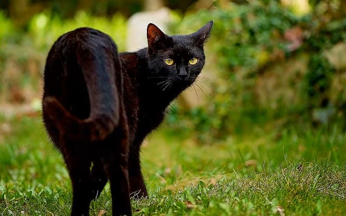 Bombay cat are low maintenance cats for apartments