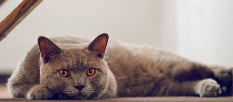 British shorthair cat are low maintenance cats for apartments