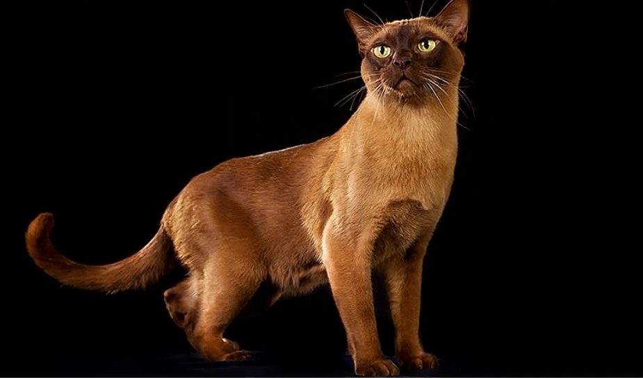 Burmese cat are low maintenance cats for apartments