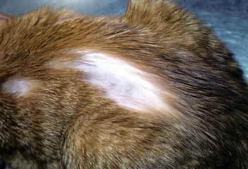 Cat loosing patches hair